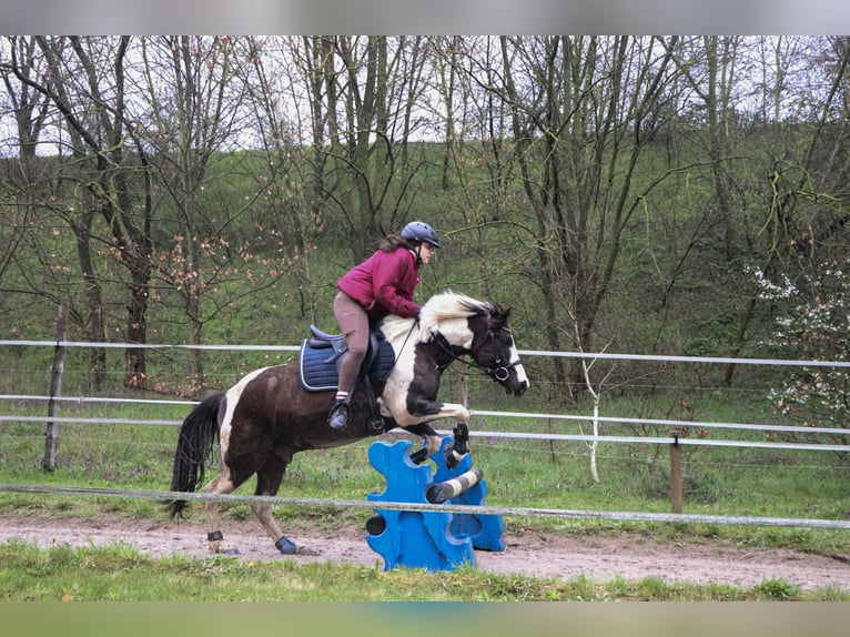 Lewitzer Mestizo Caballo castrado 7 años 135 cm Pío in Teltow-Ruhlsdorf