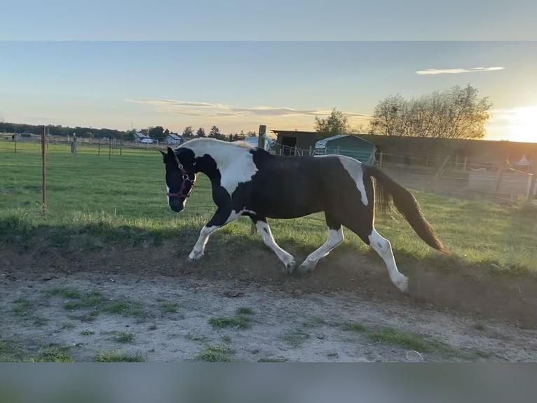 Lewitzer Mestizo Caballo castrado 7 años 135 cm Pío in Teltow-Ruhlsdorf