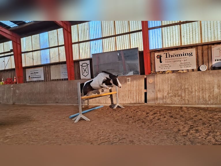 Lewitzer Caballo castrado 7 años 145 cm Pío in Fockbek