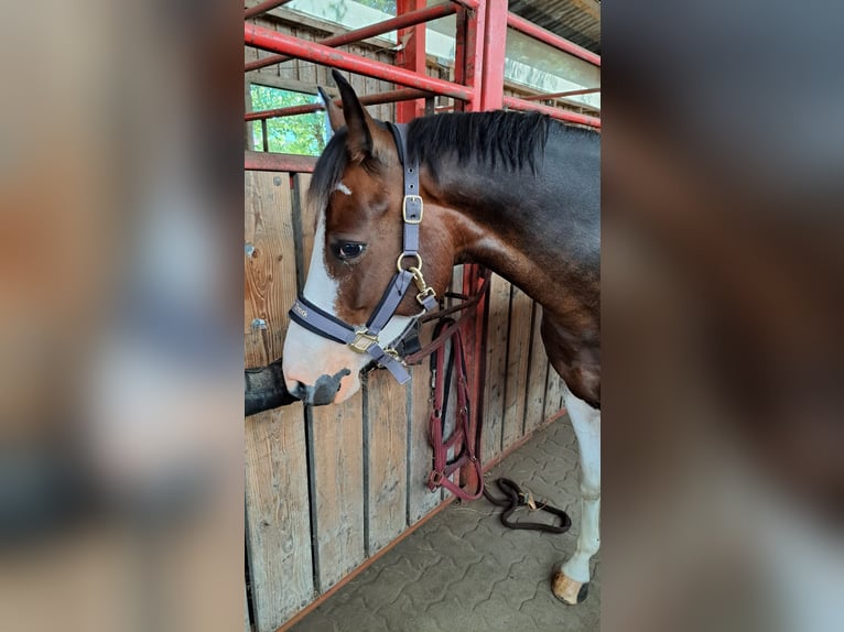Lewitzer Caballo castrado 7 años 145 cm Pío in Fockbek