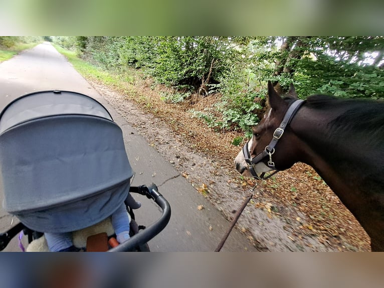 Lewitzer Caballo castrado 7 años 145 cm Pío in Fockbek