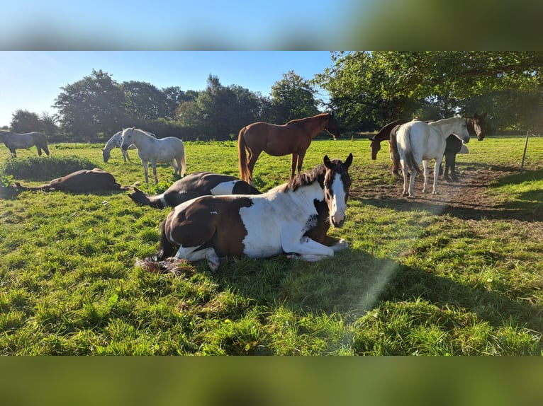 Lewitzer Caballo castrado 7 años 145 cm Pío in Fockbek