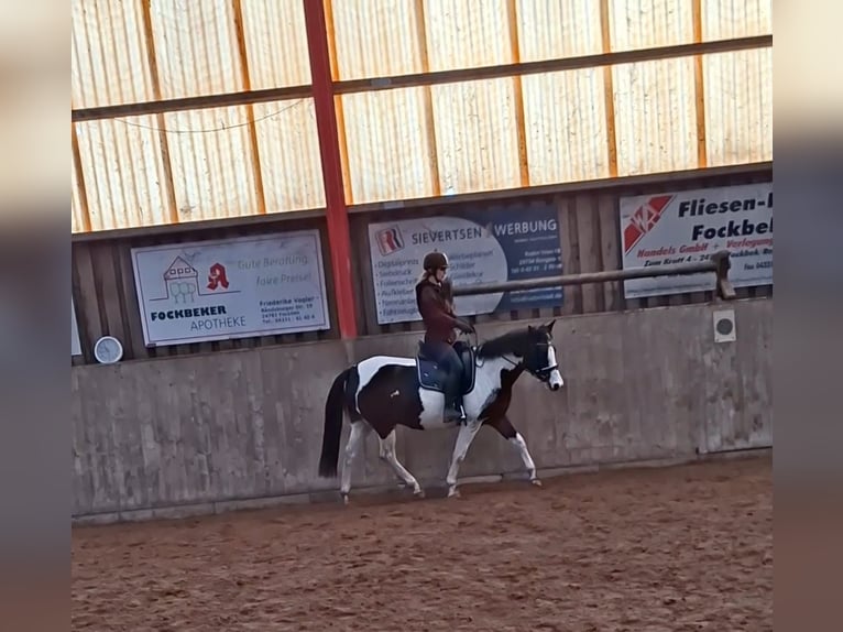 Lewitzer Caballo castrado 7 años 145 cm Pío in Fockbek