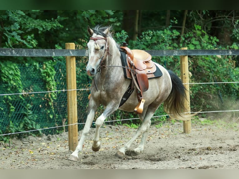 Lewitzer Caballo castrado 7 años 151 cm Pío in Schönwalde-Glien