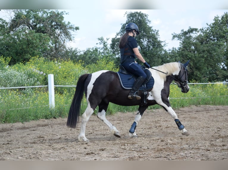 Lewitzer Mestizo Caballo castrado 8 años 135 cm Pío in Teltow-Ruhlsdorf