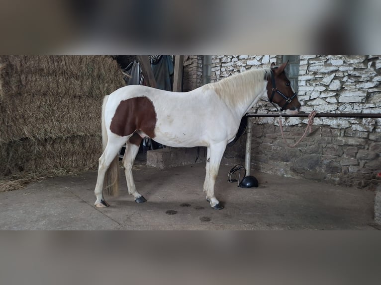 Lewitzer Caballo castrado 8 años 143 cm Pío in Essen