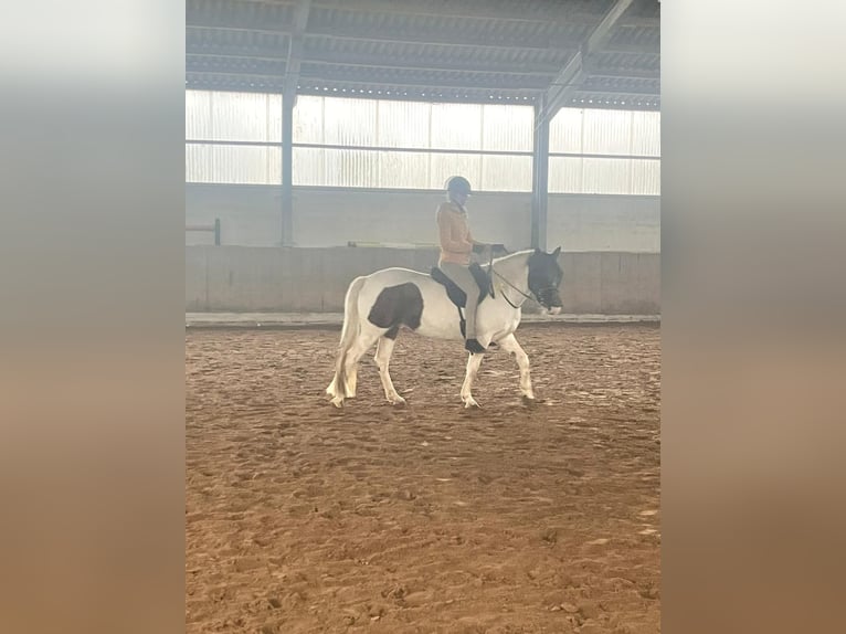 Lewitzer Caballo castrado 8 años 143 cm Pío in Essen