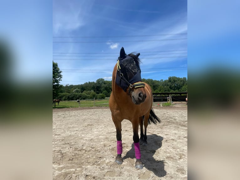 Lewitzer Mestizo Caballo castrado 8 años 145 cm Bayo in Sinzheim