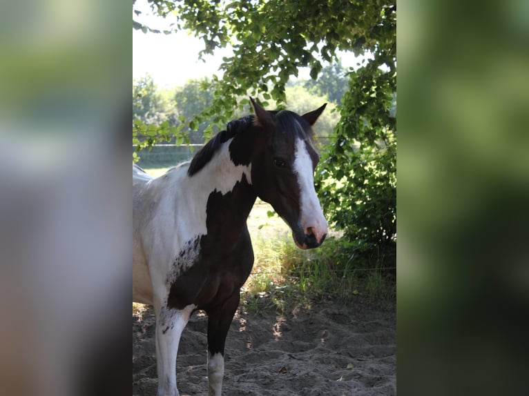 Lewitzer Caballo castrado 8 años 145 cm Pío in Fockbek