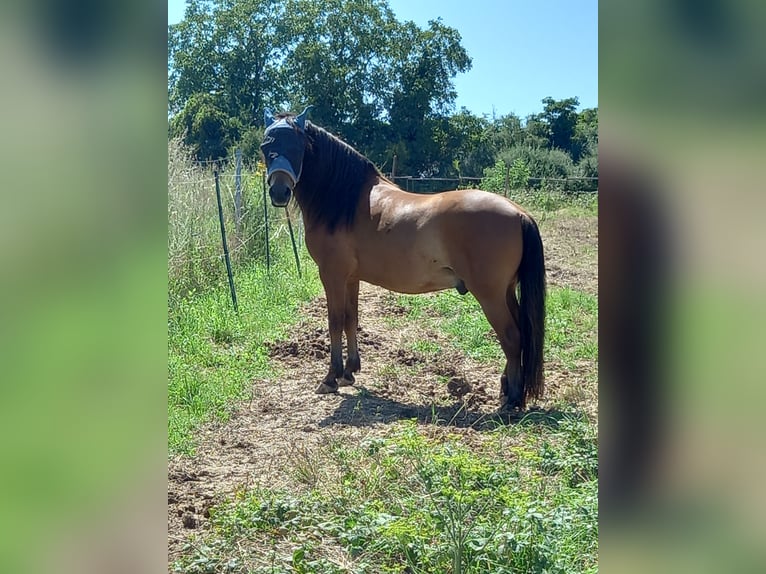 Lewitzer Caballo castrado 9 años 136 cm Alazán in Eltville am Rhein