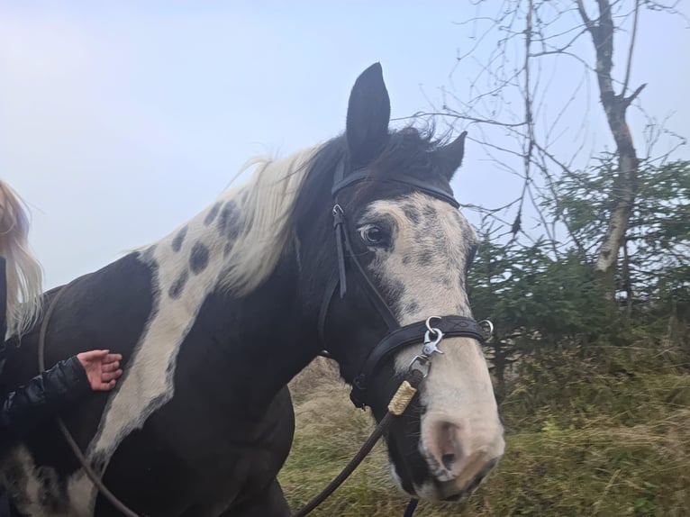 Lewitzer Caballo castrado 9 años 138 cm in Neuhaus am Rennweg