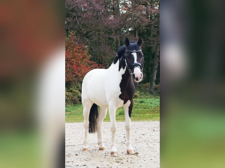 Lewitzer Caballo castrado 9 años 142 cm Pío in Erkrath