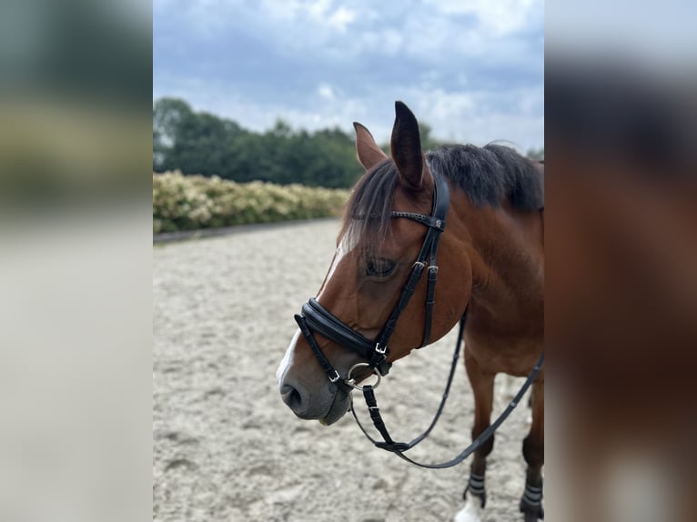 Lewitzer Caballo castrado 9 años 148 cm Castaño in Elsdorf-Westerm&#xFC;hlen