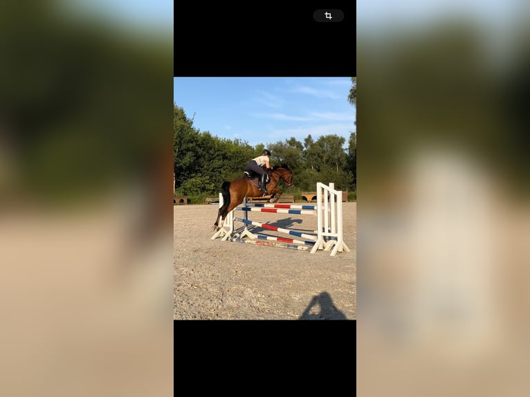 Lewitzer Caballo castrado 9 años 148 cm Castaño in Elsdorf-Westerm&#xFC;hlen