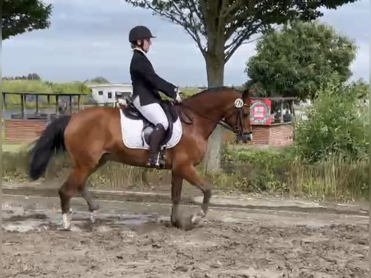 Lewitzer Caballo castrado 9 años 148 cm Castaño in Elsdorf-Westerm&#xFC;hlen
