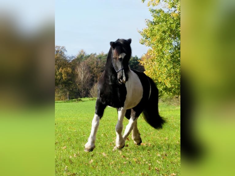 Lewitzer Castrone 11 Anni 142 cm Pezzato in Vreden