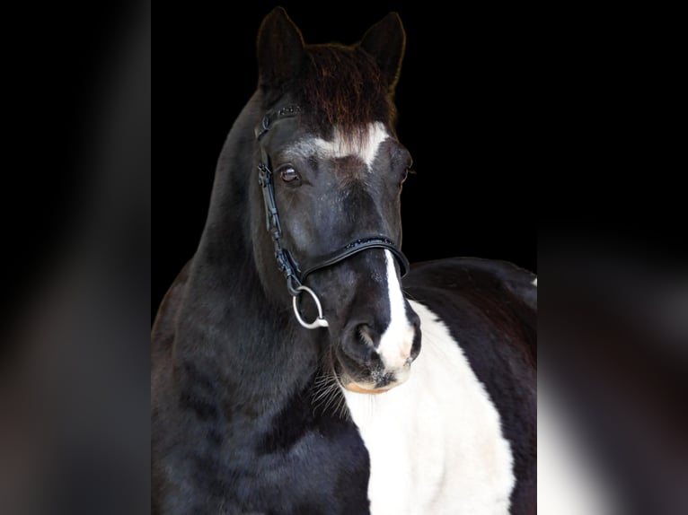 Lewitzer Castrone 11 Anni 142 cm Pezzato in Vreden