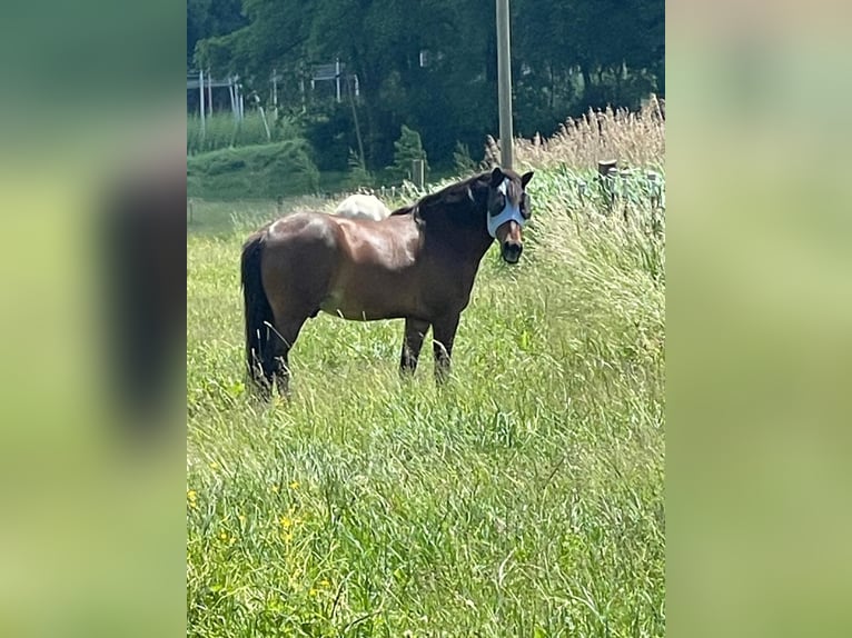 Lewitzer Castrone 11 Anni 145 cm Baio in Wolnzach