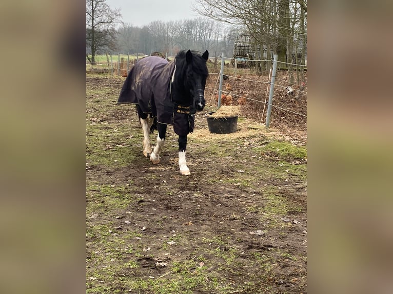 Lewitzer Mix Castrone 11 Anni 145 cm Pezzato in Hanstedt I