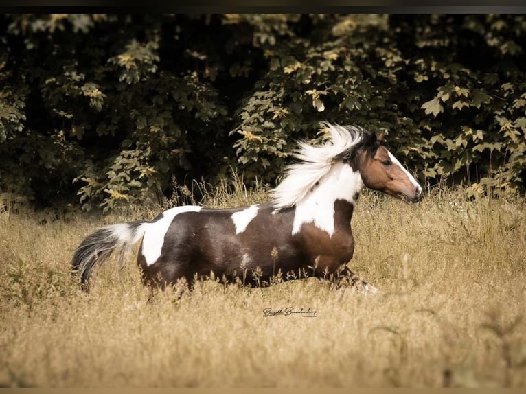 Lewitzer Mix Castrone 12 Anni 140 cm Pezzato in Welling