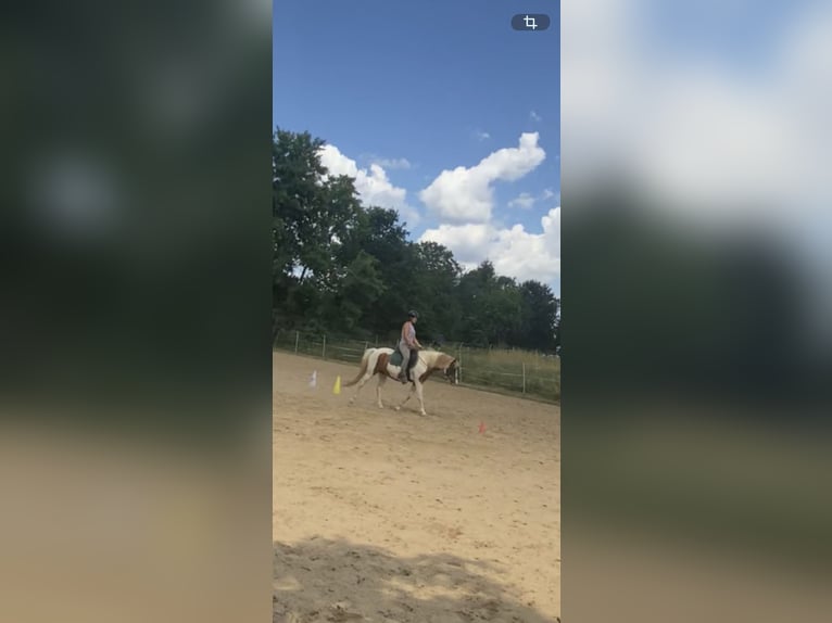Lewitzer Mix Castrone 13 Anni 140 cm Pezzato in Mücke
