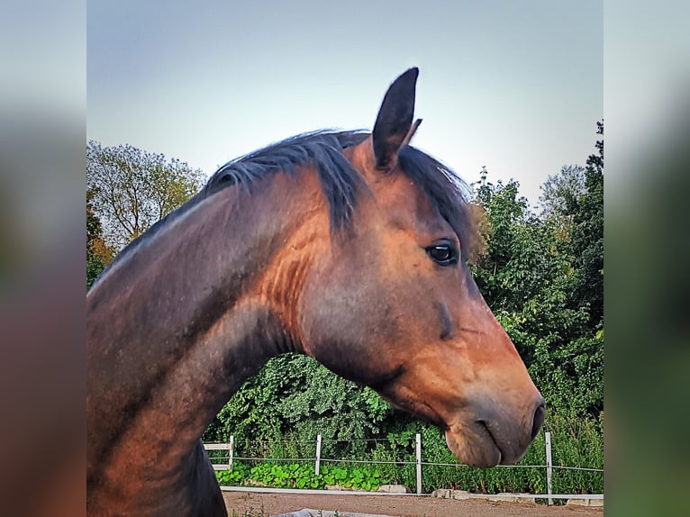 Lewitzer Castrone 13 Anni 143 cm Baio in Lütjenburg