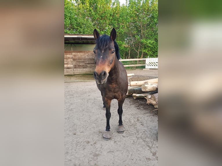 Lewitzer Castrone 13 Anni 143 cm Baio in Lütjenburg