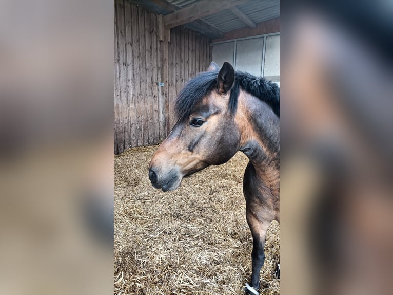 Lewitzer Castrone 13 Anni 143 cm Baio in Lütjenburg