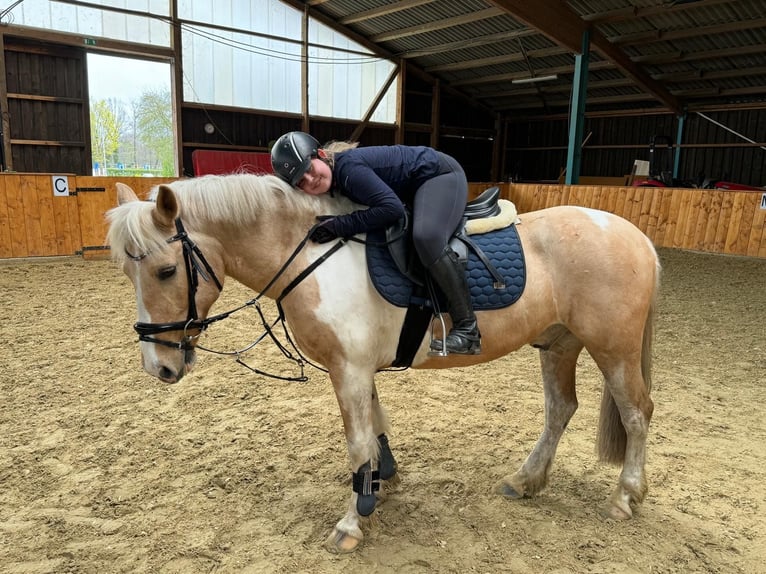 Lewitzer Castrone 14 Anni 148 cm Pezzato in Steinhagen