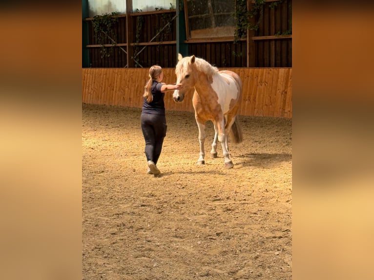 Lewitzer Castrone 14 Anni 148 cm Pezzato in Steinhagen