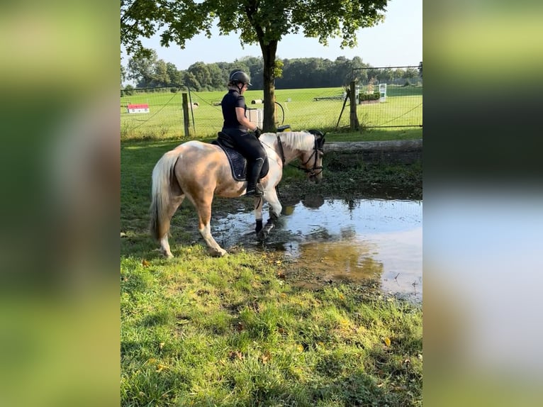Lewitzer Castrone 14 Anni 148 cm Pezzato in Steinhagen