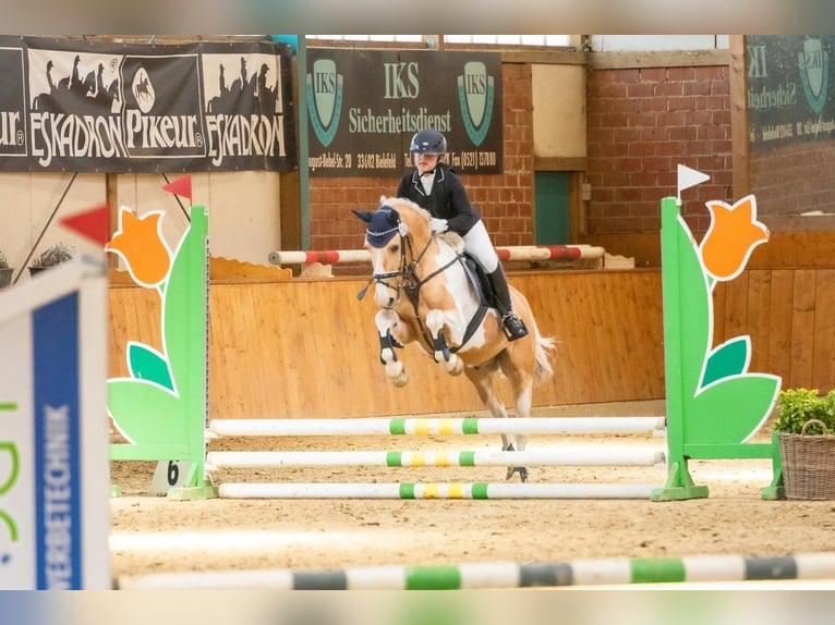 Lewitzer Castrone 14 Anni 148 cm Pezzato in Steinhagen