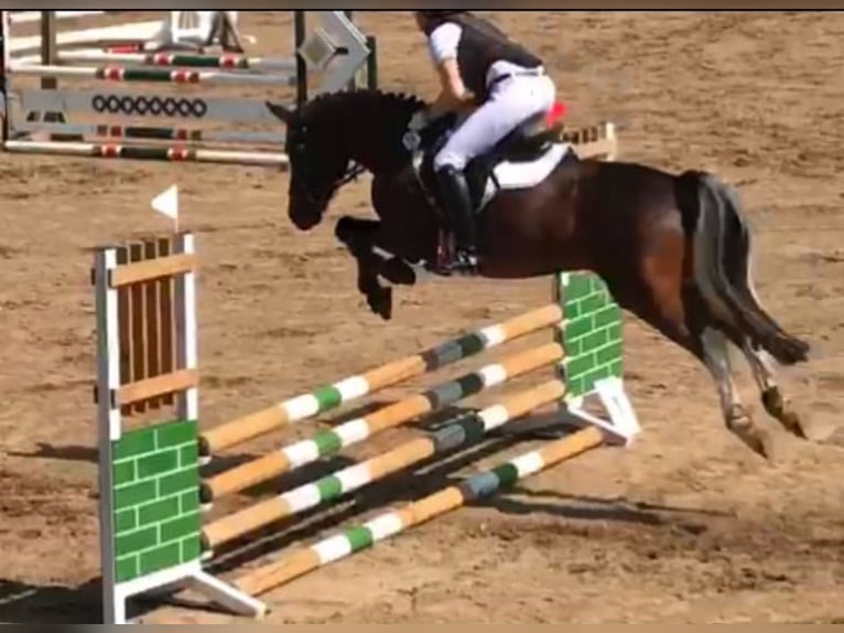 Lewitzer Castrone 14 Anni 152 cm Tobiano-tutti i colori in Hunsr&#xFC;ck