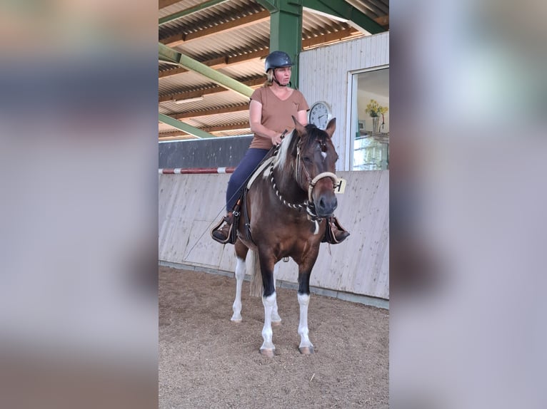 Lewitzer Castrone 14 Anni 156 cm Pezzato in Blekendorf