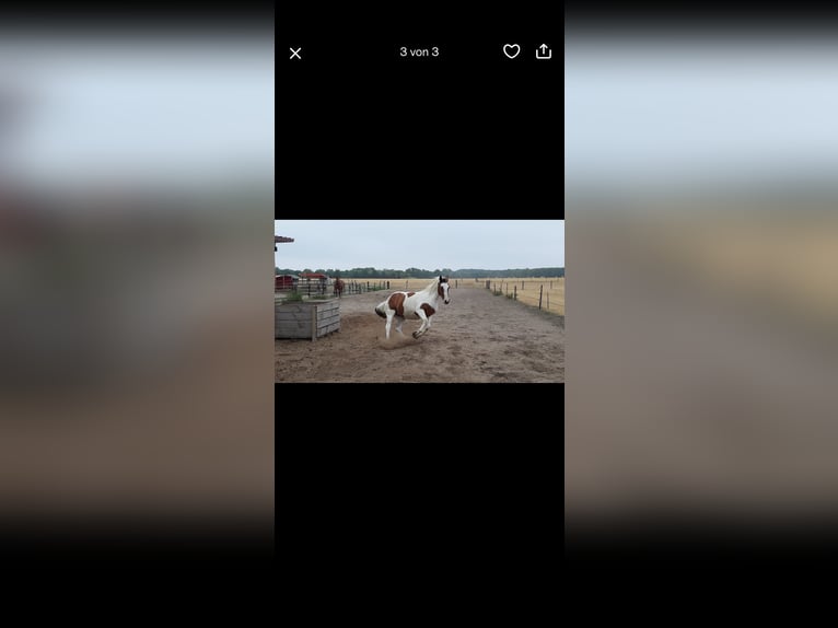 Lewitzer Mix Castrone 15 Anni 143 cm Pezzato in Geldern