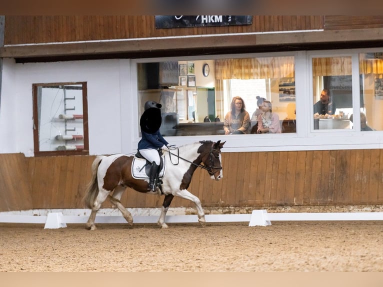 Lewitzer Mix Castrone 15 Anni 147 cm  in Börger