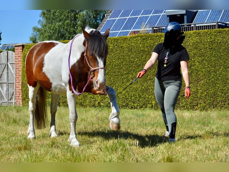 Lewitzer Mix Castrone 15 Anni 147 cm  in Börger