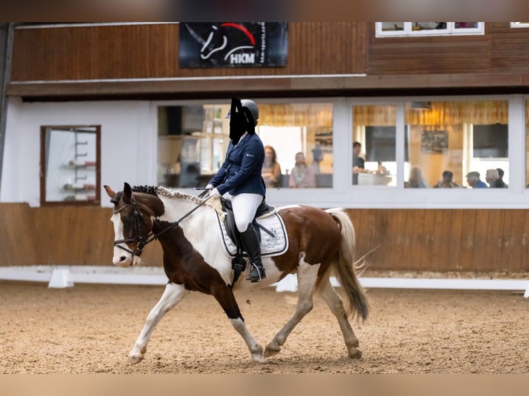 Lewitzer Mix Castrone 15 Anni 147 cm  in Börger
