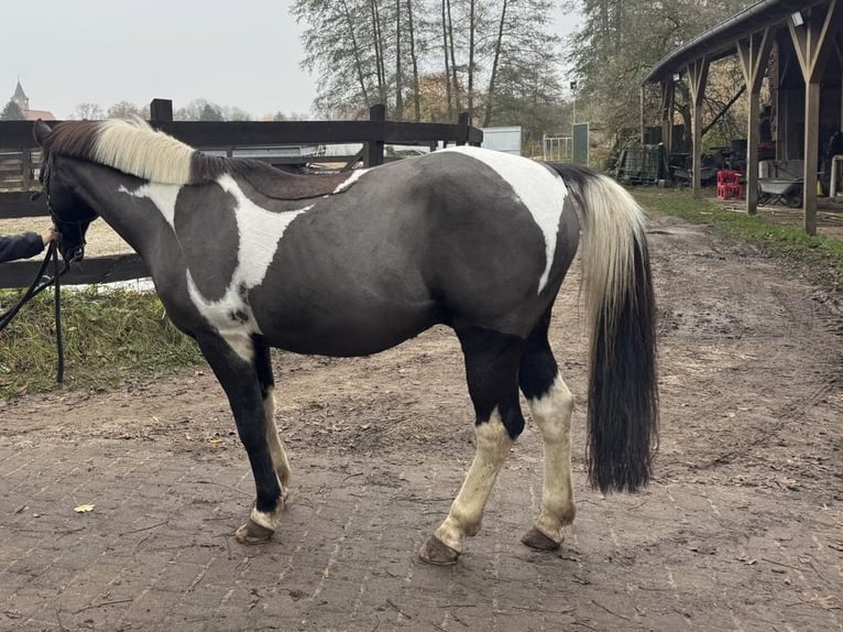 Lewitzer Castrone 15 Anni 148 cm Pezzato in Burg