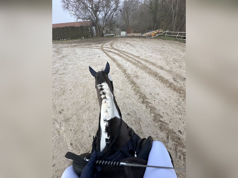 Lewitzer Castrone 15 Anni 148 cm Pezzato in Burg