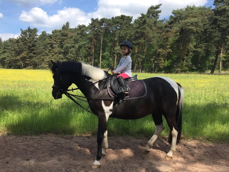 Lewitzer Castrone 15 Anni 148 cm Pezzato in Burg