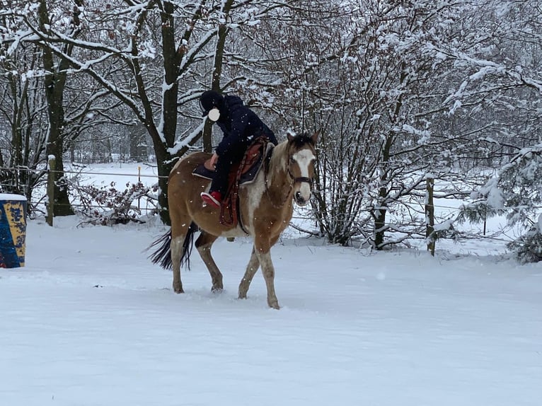 Lewitzer Mix Castrone 16 Anni 150 cm Pezzato in Putlitz