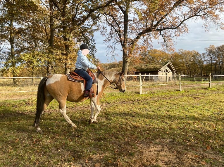 Lewitzer Mix Castrone 16 Anni 150 cm Pezzato in Putlitz