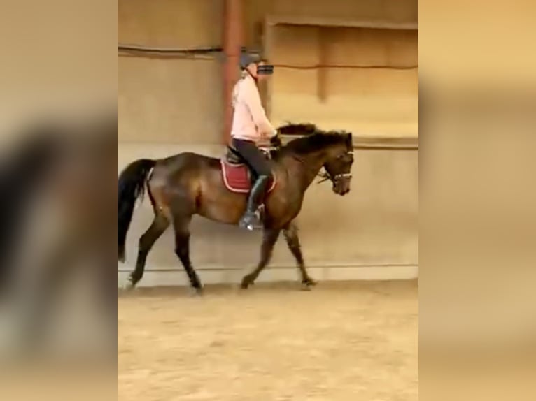Lewitzer Castrone 17 Anni 135 cm Baio in Hamburg