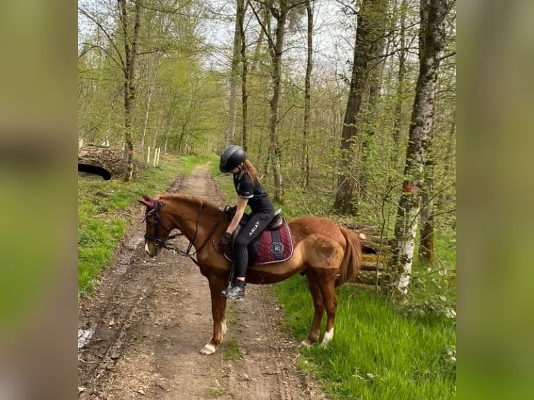 Lewitzer Castrone 18 Anni 132 cm in Emmendingen