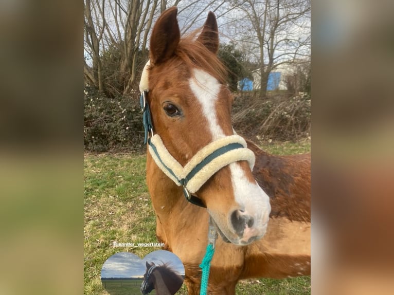 Lewitzer Castrone 18 Anni 132 cm in Emmendingen