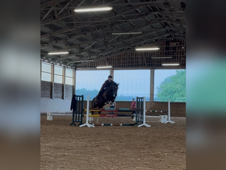 Lewitzer Mix Castrone 18 Anni 158 cm Morello in Ludwigslust