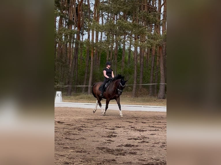 Lewitzer Mix Castrone 18 Anni 158 cm Morello in Ludwigslust