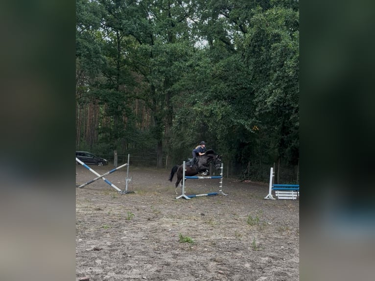 Lewitzer Mix Castrone 18 Anni 158 cm Morello in Ludwigslust