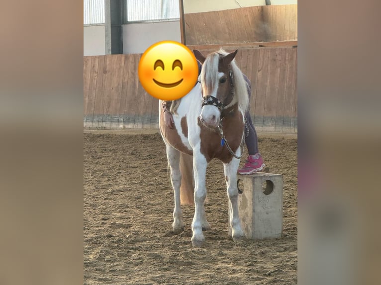 Lewitzer Castrone 20 Anni 143 cm Tobiano-tutti i colori in Werl